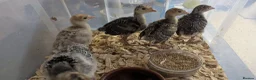 Turkeys poultry for sale: Unsexed Norfolk Bronze Turkey Poults  - Advert 1