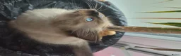 Ragdoll cats for sale: 2 beautiful fluffy ragdoll kittens - Advert 23