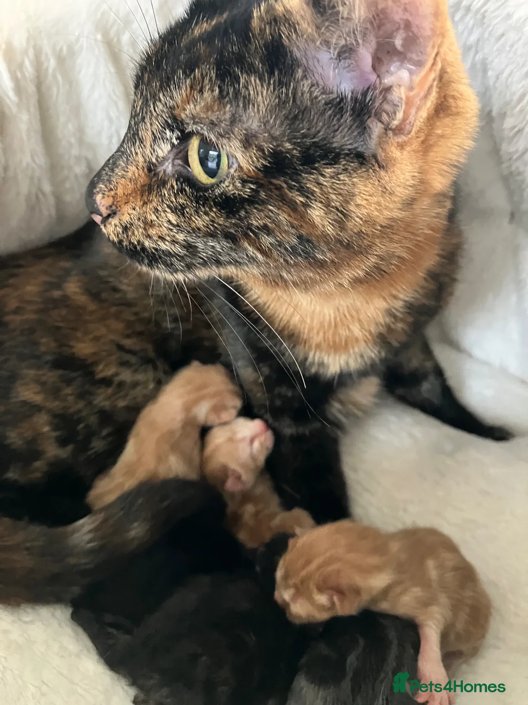 Mixed Breed cats for sale: The cutest little black boy in Chichester - Advert 2
