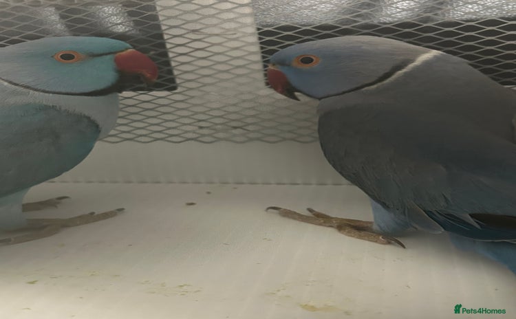 Ringnecks birds - Advert 1