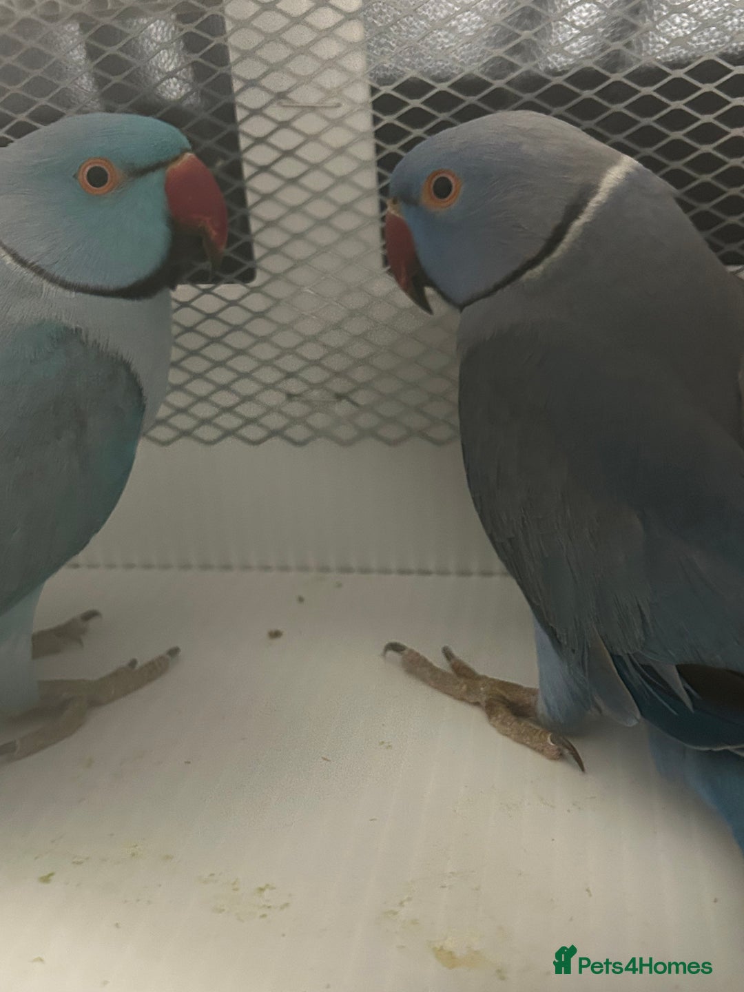 Ringnecks birds for sale: Stunning Baby Indian Ringnecks  - Image 1