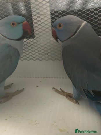 Ringnecks birds - Advert 3
