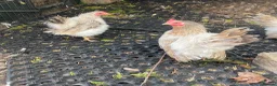 Chickens poultry for sale: 5 bantam hens & 1 cockerel bantam - Advert 18