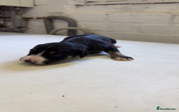 Mixed Breed dogs for sale: Sprocker x lurcher puppies  - Image 8