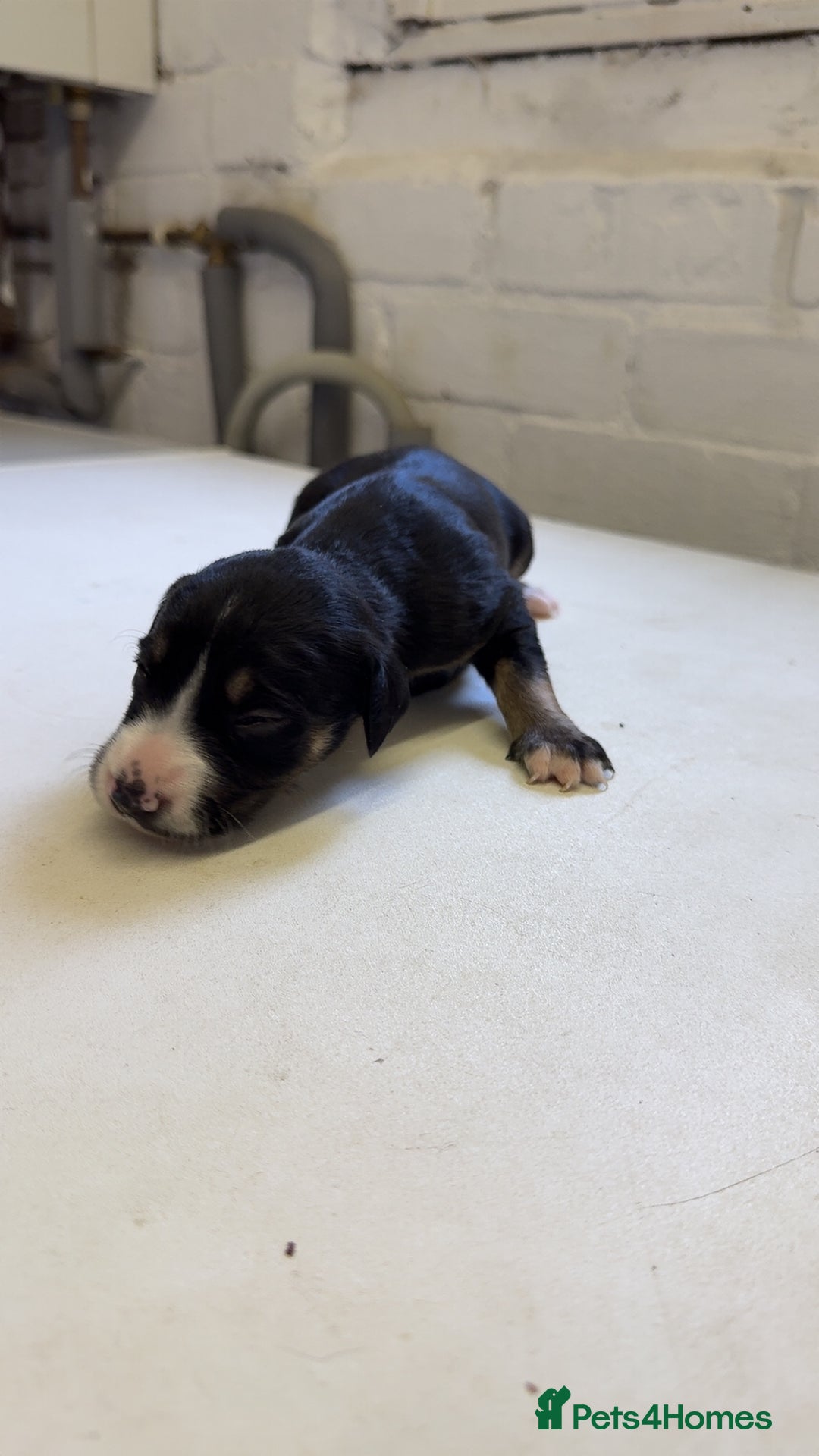 Mixed Breed dogs for sale: Sprocker x lurcher puppies  - Image 8