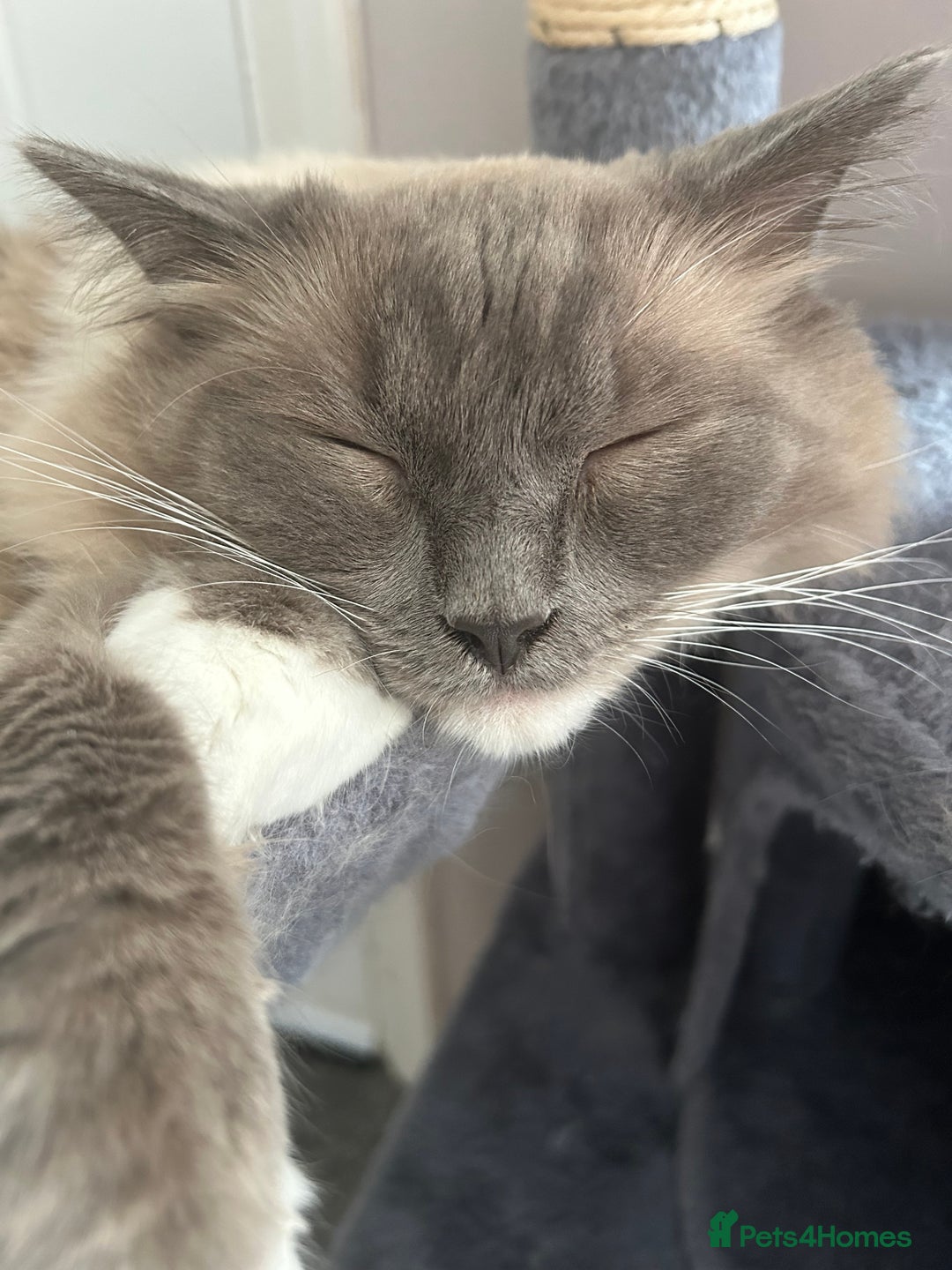 Ragdoll cats for sale: 2 yr old neutered blue mitted ragdoll - Image 3