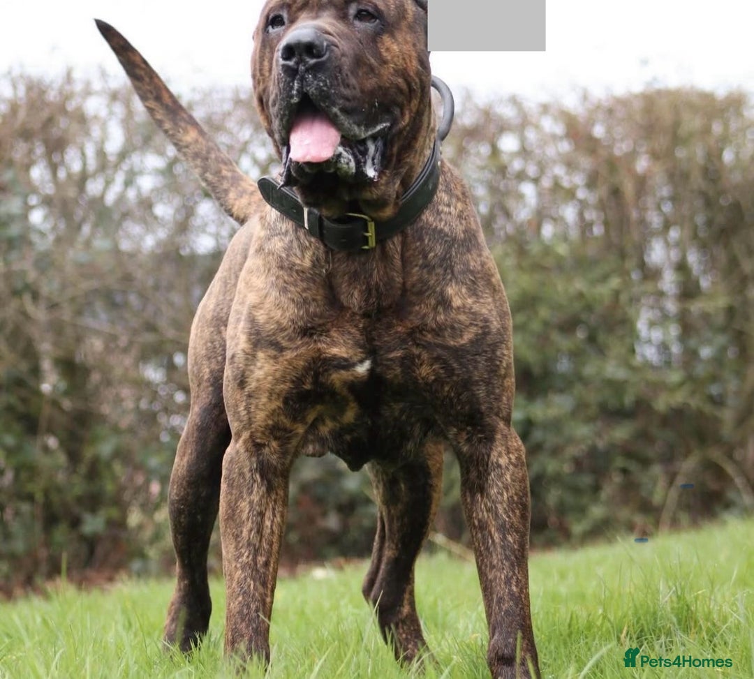 Presa Canario dogs for sale: Presa canario puppies (recognised breeder) - Image 7