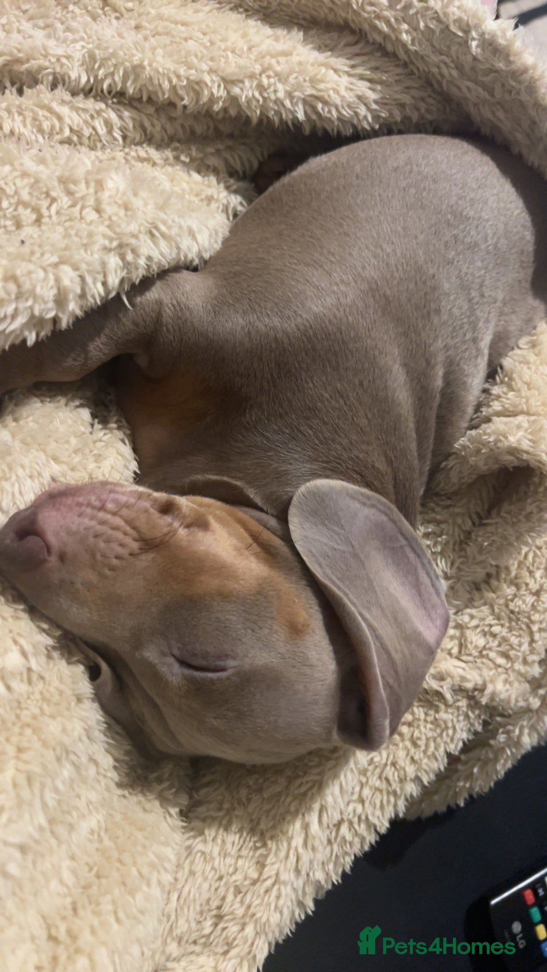 Miniature Dachshund dogs for sale: Loving Home needed for Bleu 💙 - Image 4