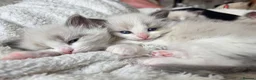 Ragdoll cats for sale: Pure Ragdoll Kittens 🌸 - Advert 11