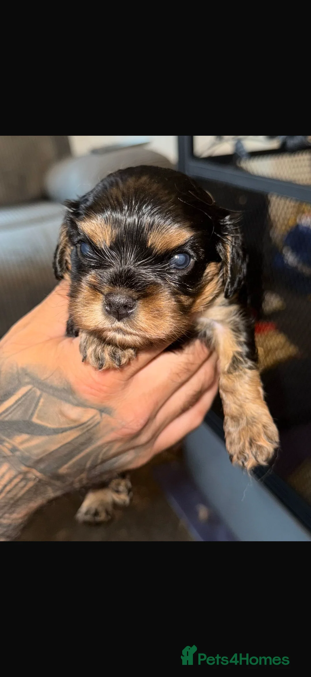 Cavalier King Charles Spaniel dogs for stud: *PROVEN* HEALTH TESTED Black & Tan Cavalier STUD in Oldham - Advert 22