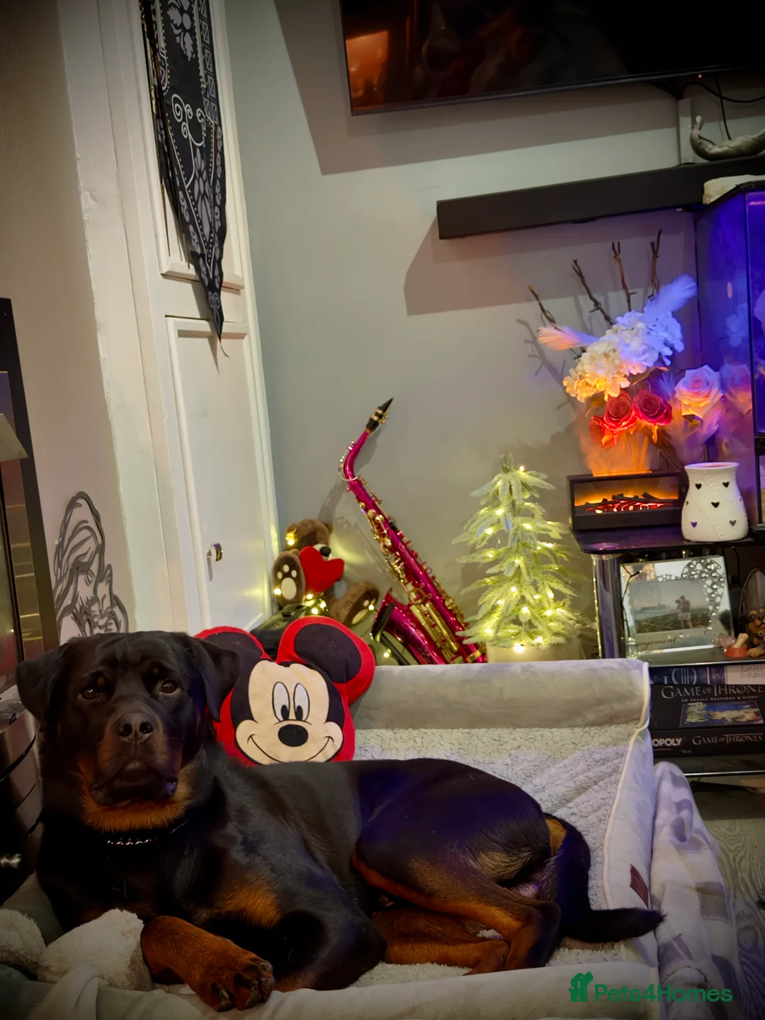 Rottweiler dogs for sale: Rottweiler boy - sad rehome - Advert 2