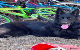German Shepherd dogs for sale: Regrettably rehoming our 3 year old bby girl  - Image 1