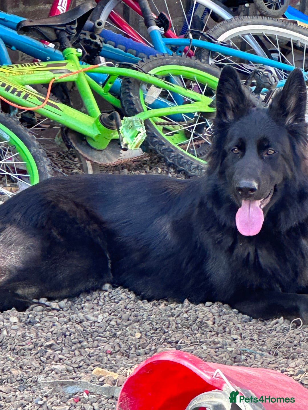 German Shepherd dogs for sale: Regrettably rehoming our 3 year old bby girl  - Image 1