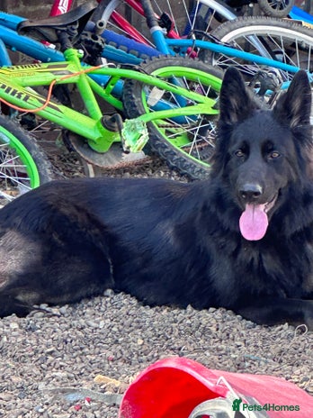 German Shepherd dogs - Advert 5