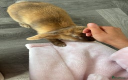 English Lop rabbits for sale: Female rabbit - Image 2