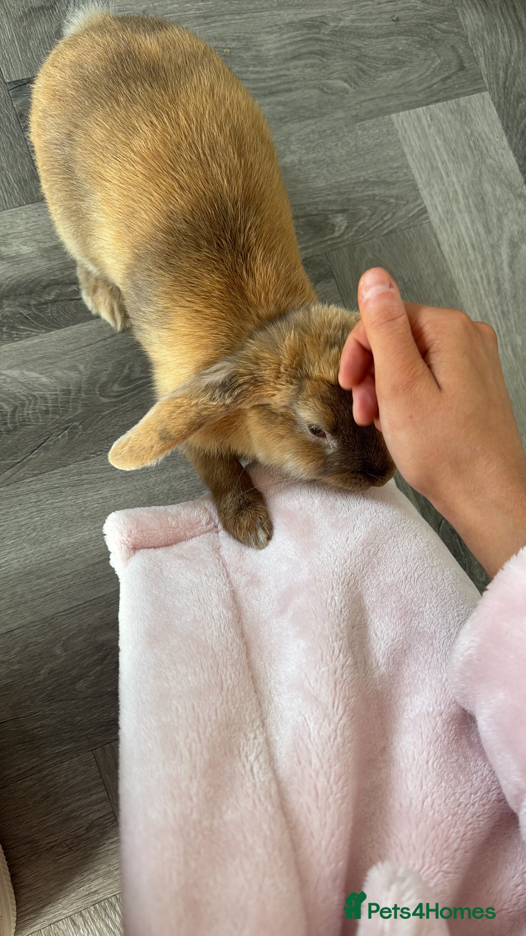 English Lop rabbits for sale: Female rabbit - Image 2