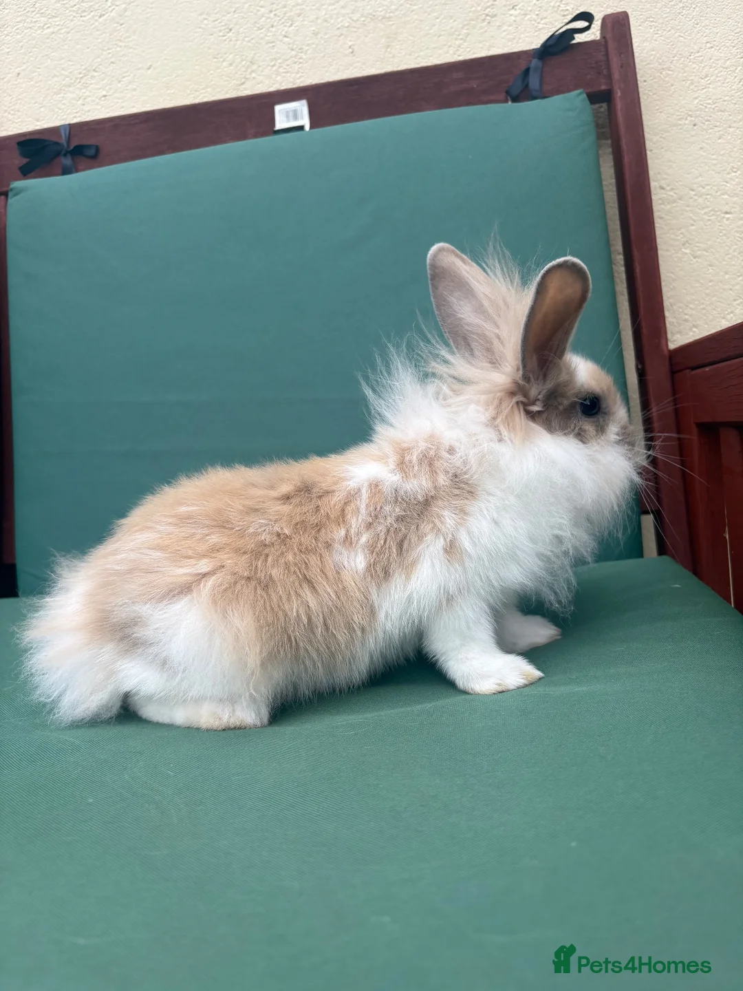 Mini Lop rabbits for sale: Minilop baby bunnies - Advert 15