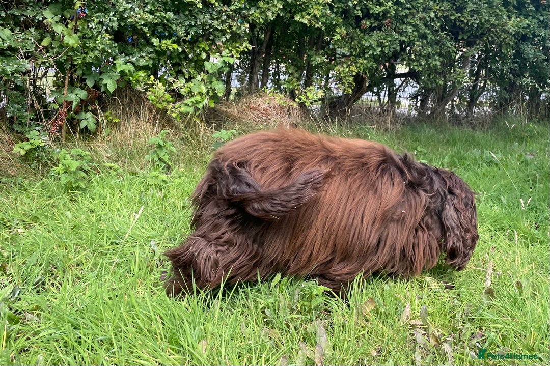 Sprocker dogs for stud: Dexter Sprocker - Image 14