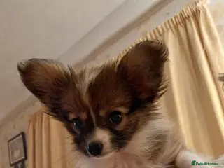 Papillon dogs Red Sable Male Papillon Pup (*PET HOME ONLY*) - Advert 2