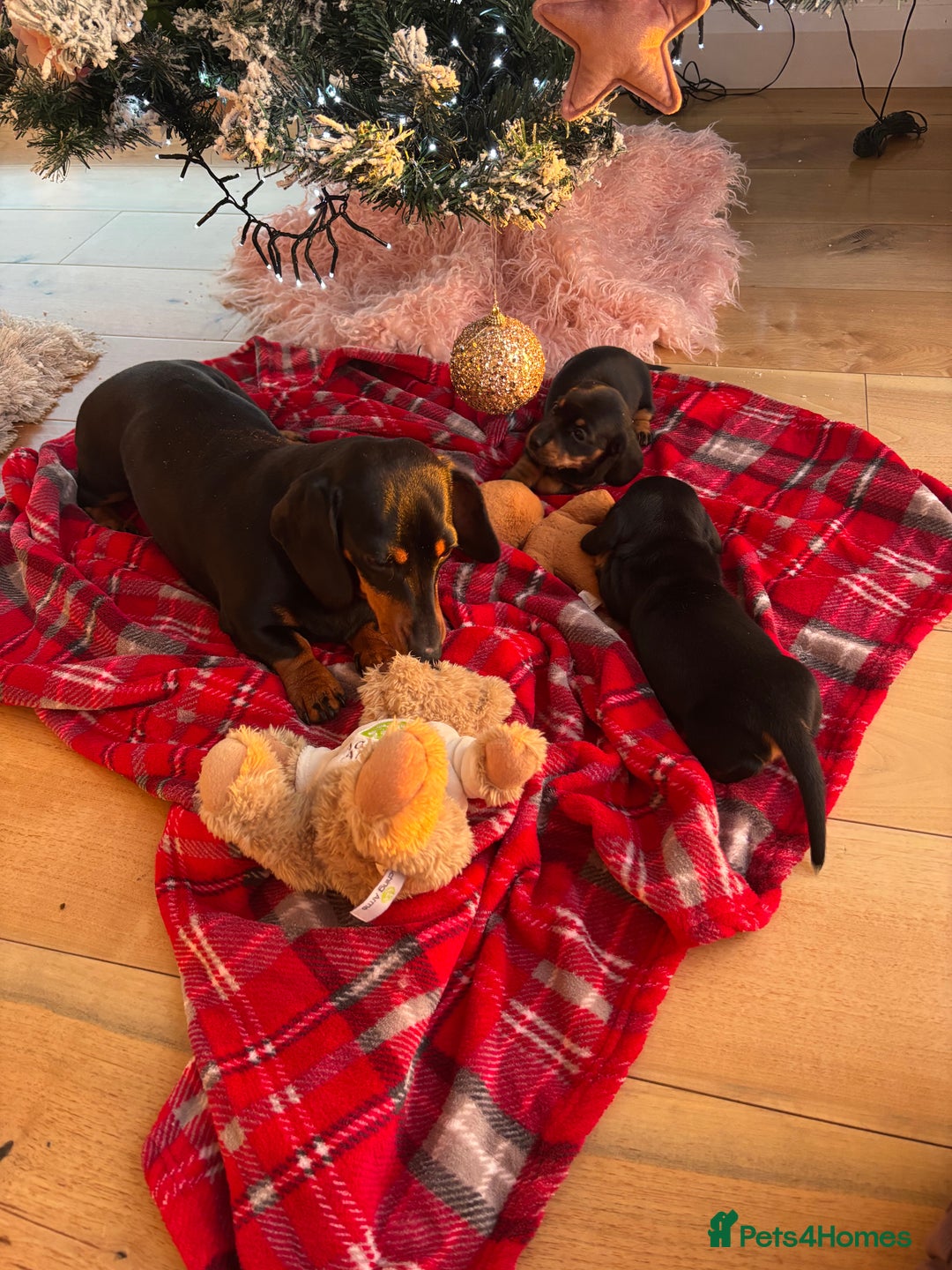 Miniature Dachshund dogs for sale: Miniature dachshund puppies - Advert 6