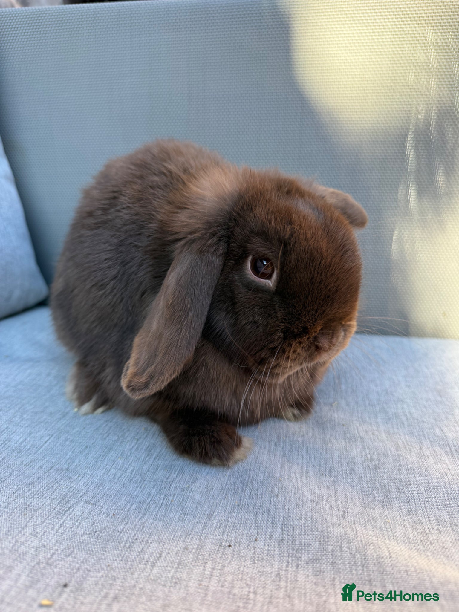 Mini Lop rabbits Pure bred show quality mini lops  - Advert 2