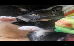Mixed Breed cats for sale: 3 beautiful kittens available now! - Image 4