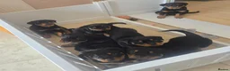 Rottweiler dogs for sale: Both Parents Elbows/hips scored, LEMP/JLPP Clear - Advert 3