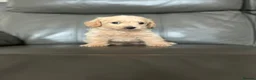 Maltipoo dogs for sale: Outstanding teddy bear  malti-poo - Advert 10