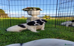 English Springer Spaniel dogs for sale: 3 male Springer Spaniel pups KC Reg and Pedigree - Image 16