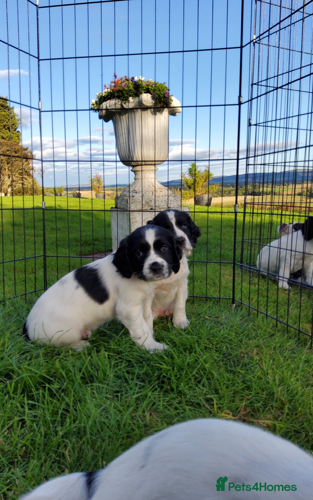 English Springer Spaniel dogs for sale: 3 male Springer Spaniel pups KC Reg and Pedigree - Image 16