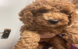Mixed Breed dogs for sale: Cavapoo puppies  - Image 7