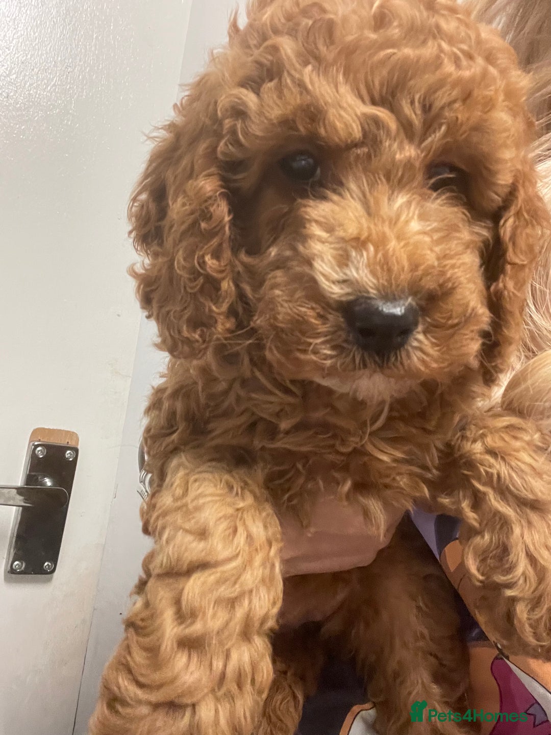 Mixed Breed dogs for sale: Cavapoo puppies  - Image 7