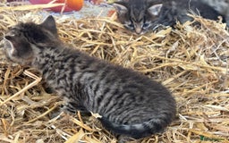 Mixed Breed cats for sale: Ragdoll x Bengal Exquisite Unique kittens - Image 4