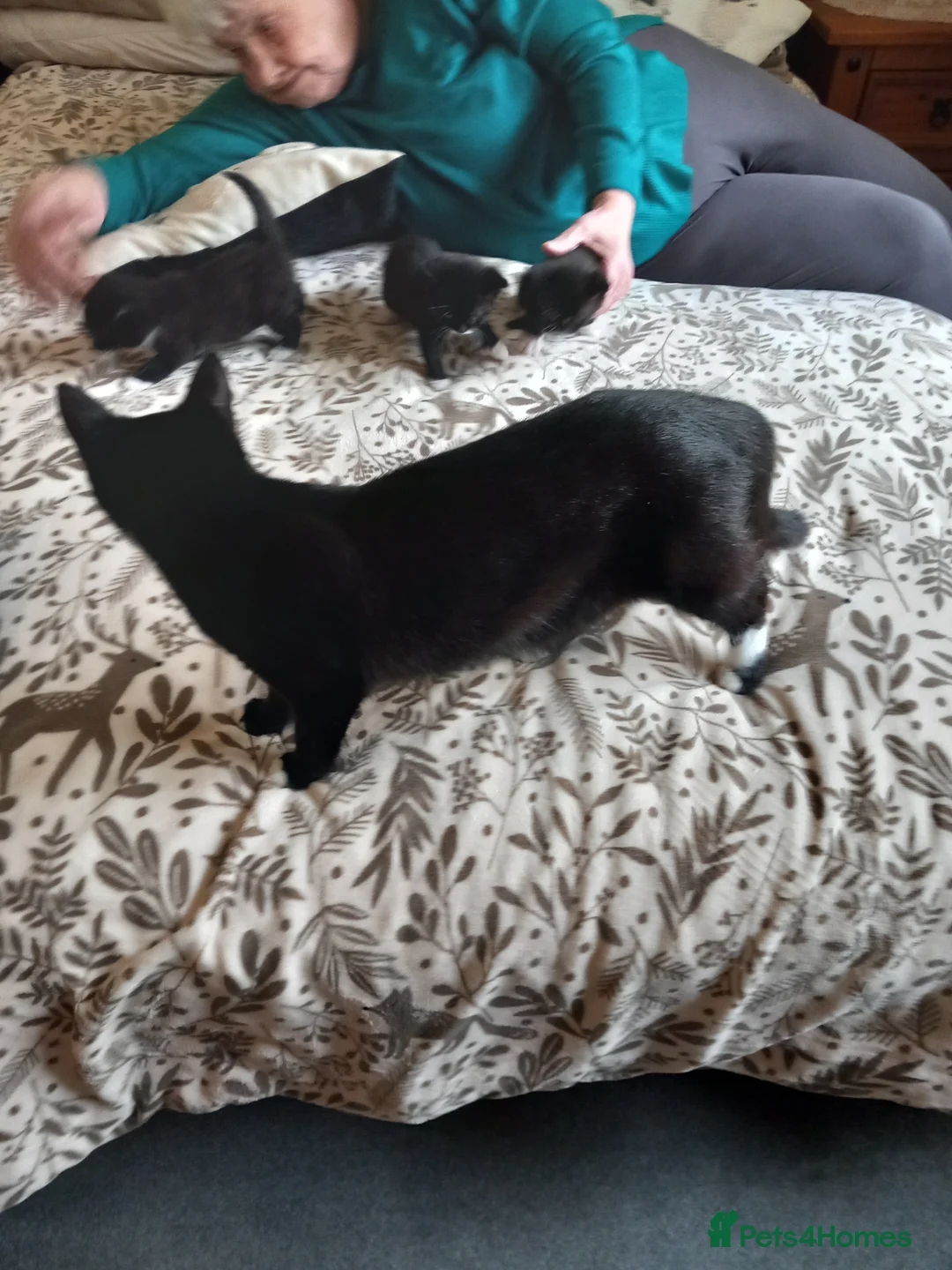 Mixed Breed cats for sale: Kittens .......................................... - Advert 1