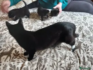 Mixed Breed cats Kittens .......................................... - Advert 4