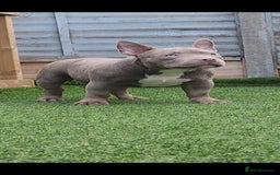 American Bully dogs for sale: American Bully female/ male with extreme future  - Image 14