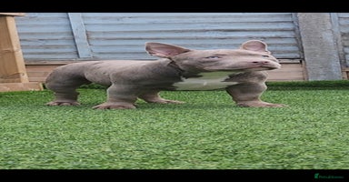 American Bully dogs - Advert 7
