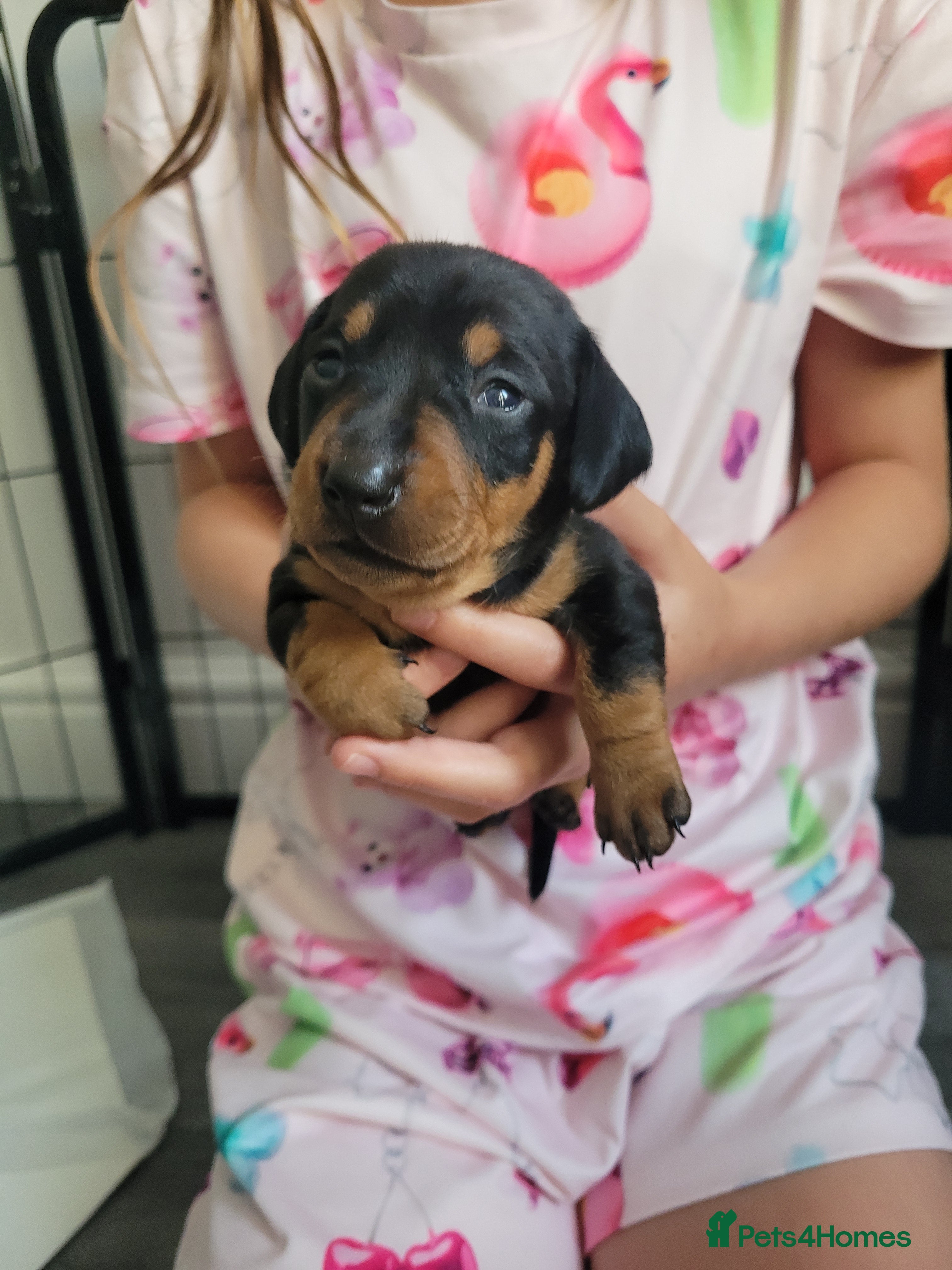 Miniature Dachshund dogs 3 Stunning Black/Tan Mini Dachshund Girls - Advert 2