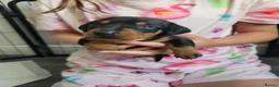 Miniature Dachshund dogs for sale: 3 Stunning Black/Tan Mini Dachshund Girls - Advert 2