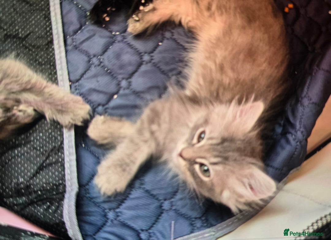 Persian cats for sale: Beautiful Persian kittens 7wks - Image 3