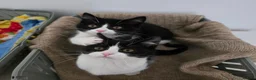Mixed Breed cats for sale: Two adorable kittens are looking for a loving home in Kilmarnock - Advert 8