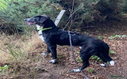 Mixed Breed dogs for adoption: Meet Sonny, currently residing in Fife - Image 8