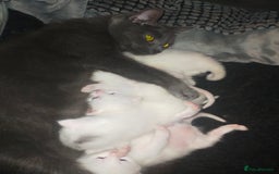 Mixed Breed cats for sale: Mozzarella: Long Haired Persian x Ragdoll x DSH - Image 2
