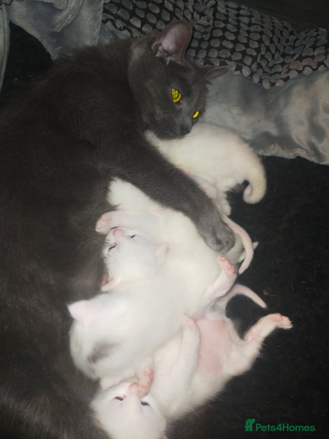 Mixed Breed cats for sale: Mozzarella: Long Haired Persian x Ragdoll x DSH - Image 2