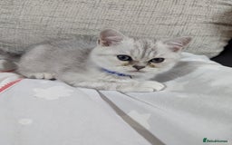 Scottish Fold cats for sale: Scottish straight boys - Image 6