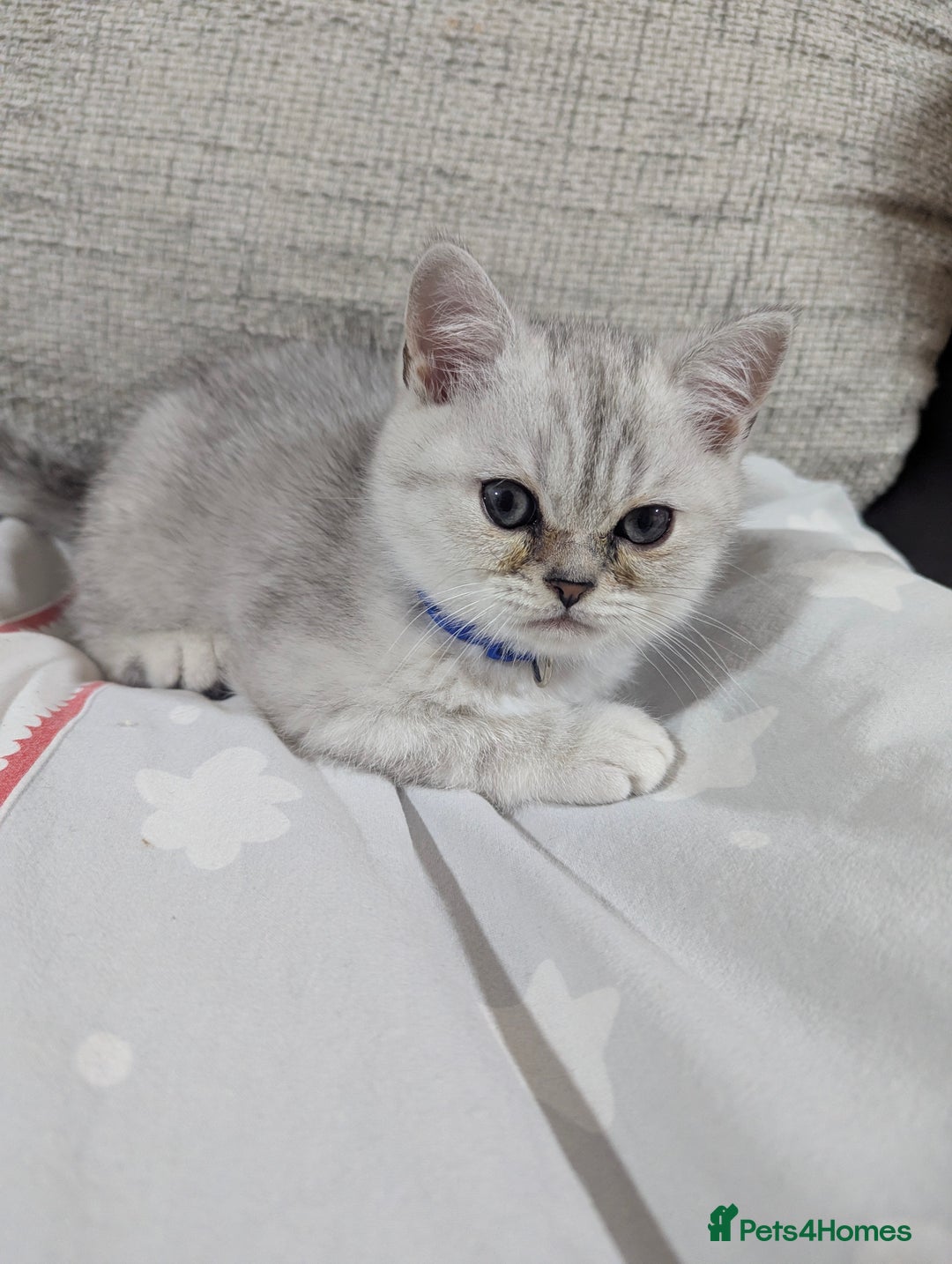Scottish Fold cats for sale: Scottish straight boys - Image 6
