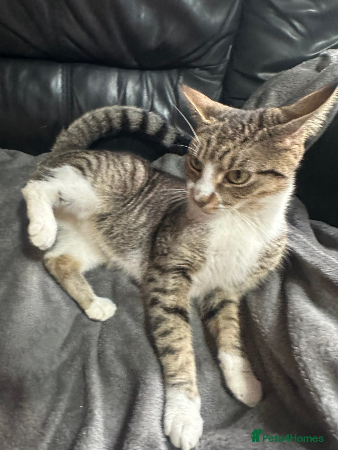 Mixed Breed cats for sale: Tabby male cat (Desmond)  - Advert 1