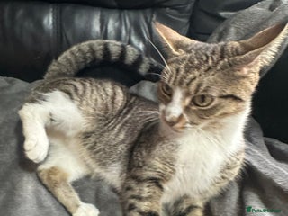 Mixed Breed cats Tabby male cat (Desmond) - Advert 1