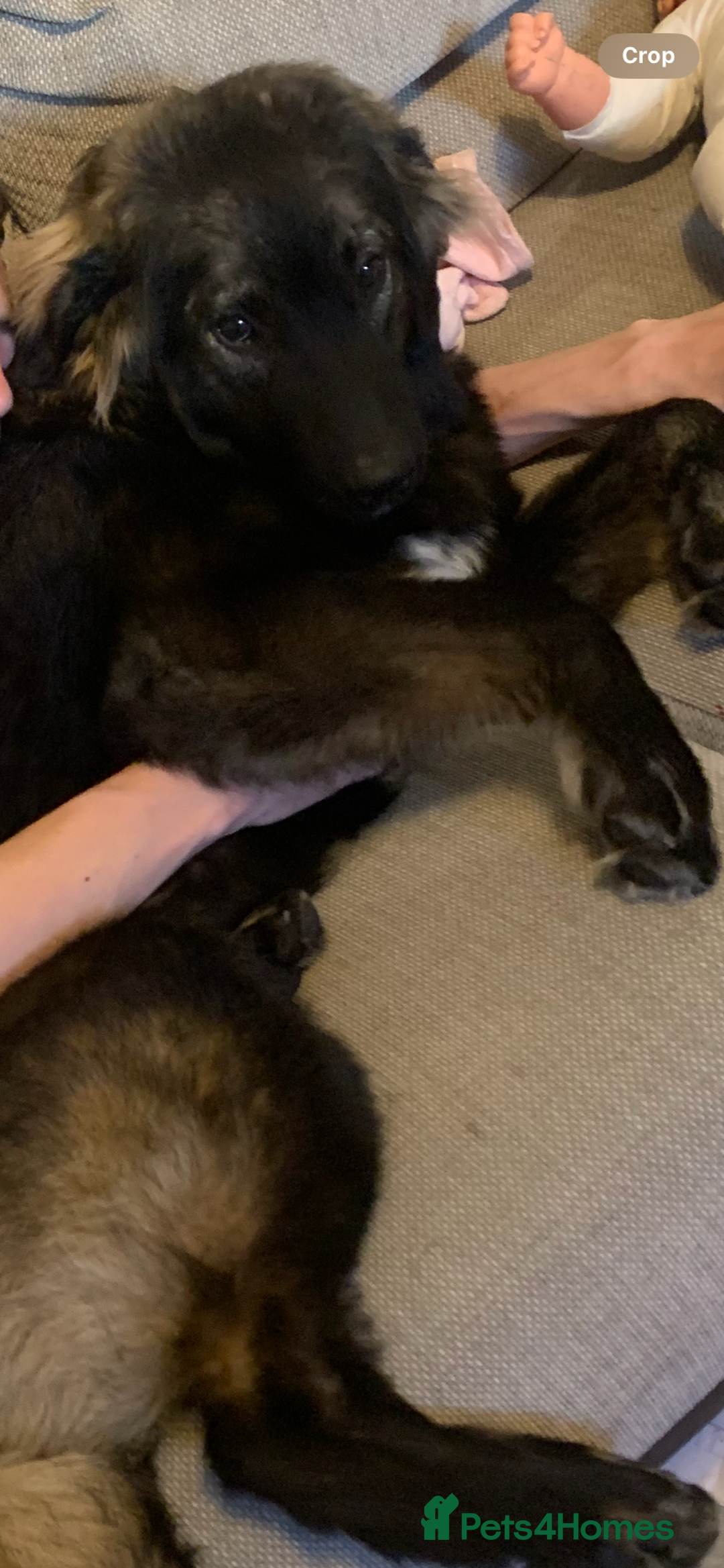 Mixed Breed dogs for sale: Lola bear - Advert 2