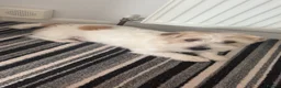 Jack Russell dogs for stud: KC registered Jack Russel Terrier available stud  - Advert 5